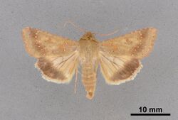 Helicoverpa fletcheri MEM354011.jpg