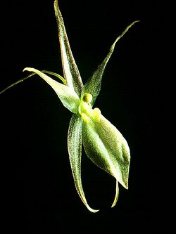 Homatopetalum pumilio flor.jpg