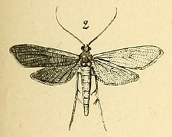 Hymenoptychis sordida Lederer 1863.png