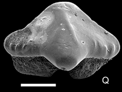 Iberotrygon holotype tooth.png