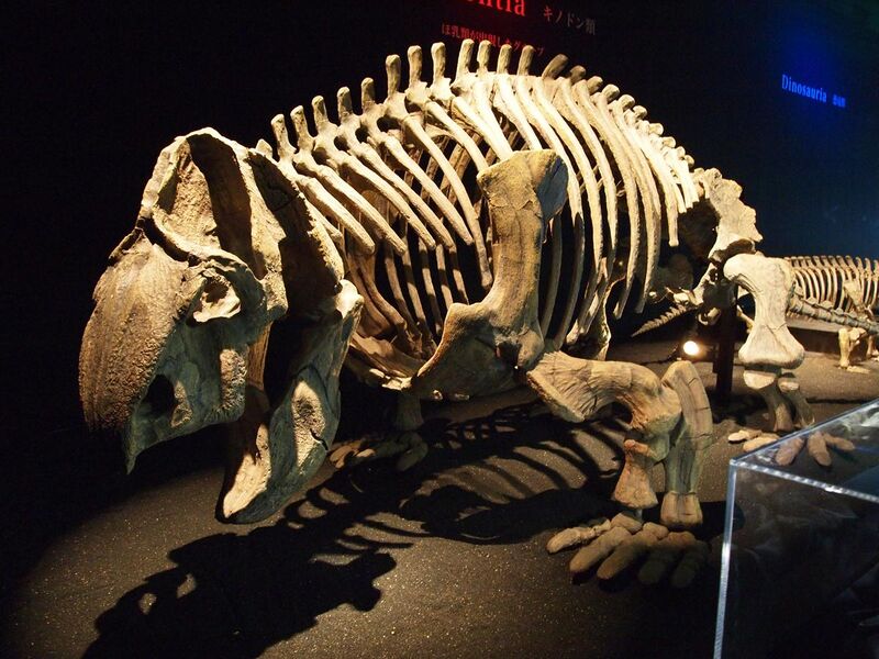 File:Ischigualastia skeleton.jpg