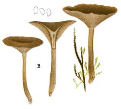 Jakob E. Lange- Flora agaricina Danica. Vol. 1- TAB. 37 - Clitocybe subcordispora.jpg