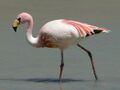James Flamingo.jpg