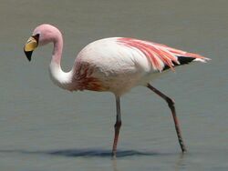 James Flamingo.jpg