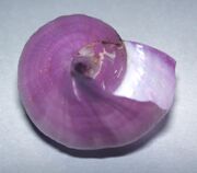 Janthina globosa (purple sea snail) 3 (15598628110).jpg