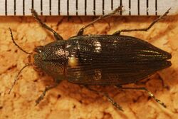 Jewel Beetle (Buprestis maculativentris) (8274041081).jpg