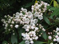 Kalmia latifolia species.jpg