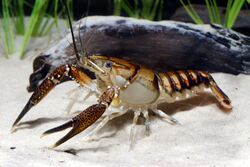 Lagniappe Crayfish (14174285151).jpg