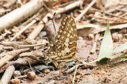 Large striped swordtail (Graphium antheus) underside, mature.jpg