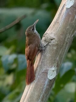 Lepidocolaptes layardi - Layard's Woodcreeper; Parauapebas, Para, Brazil.jpg