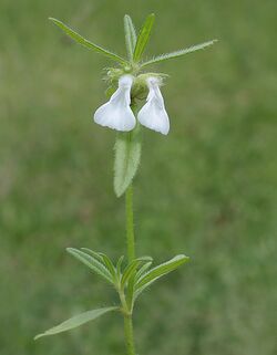 Leucas longifolia (Dudhani) in Hyderabad, AP W IMG 9506.jpg