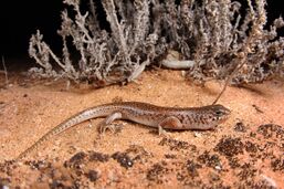 This image depicts a small skink in a desert under a spotlight at night