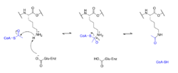 Lysine acetylation.png