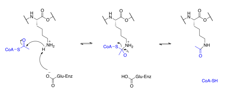 File:Lysine acetylation.png