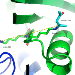 Lysines in active site.png
