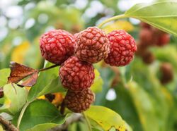 Maclura tricuspidata fruits.jpg