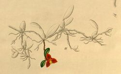 Maxillaria sophronitis (as Ornithidium sophronitis) - fig. III from Xenia vol 1 pl 84 (1858).jpg