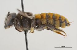 Megachile ustulata f.jpg