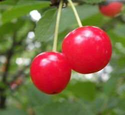 Montmorency cherries (3648681426).jpg