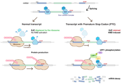 NMD - Nonsense-mediated decay.png