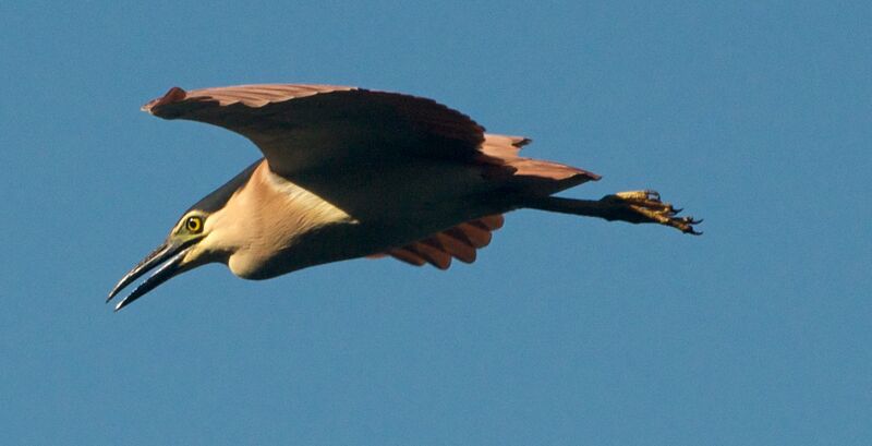 File:Nankeen Night Heron in Flight.jpg