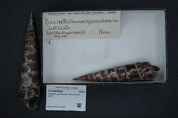 Naturalis Biodiversity Center - RMNH.MOL.176368 - Turritella gonostoma Valenciennes, 1832 - Turritellidae - Mollusc shell.jpeg