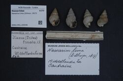Naturalis Biodiversity Center - RMNH.MOL.205546 - Nassarius lima (Dillwyn, 1817) - Nassariidae - Mollusc shell.jpeg