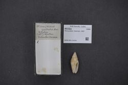 Naturalis Biodiversity Center - RMNH.MOL.216301 - Mitra guttata Swainson, 1824 - Mitridae - Mollusc shell.jpeg