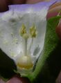 Nicandra physalodes flower4 (14509271550).jpg