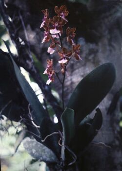 Oncidium lanceanum - plant.jpg