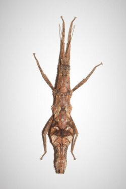 Orestes krijnsi - female dorsal.jpg