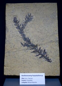 Pagiophyllum sp. - Naturhistorisches Museum, Braunschweig, Germany - DSC05070.JPG