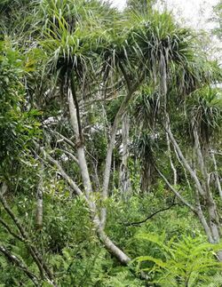 Pandanus tenuifolius - Grande Montagne Nature Reserve.jpg