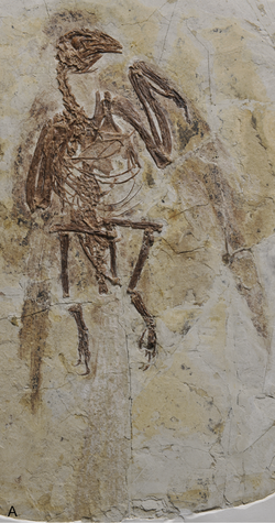 Parapengornis holotype.png