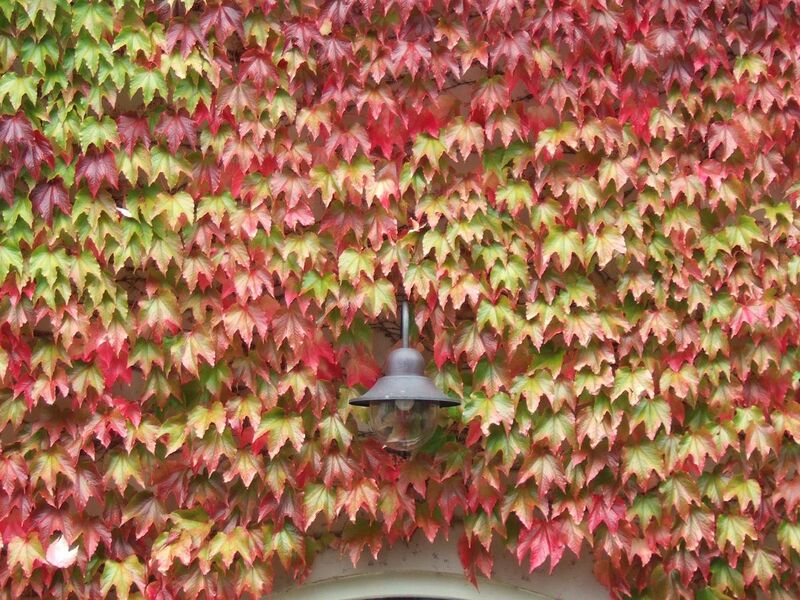 File:Parthenocissus tricuspidata, Boston ivy, in autumn colours.JPG