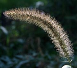 Pennisetum setaceum3.jpg