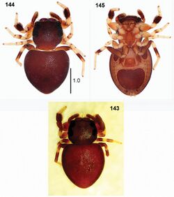 Peplometus biscutellatus (10.3897-zookeys.944.49921) Figures 143–145.jpg