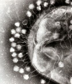 Phage.jpg