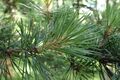 Pinus sylvestris var mongolica kz01.jpg
