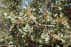 Pistacia × saportae kz1.jpg