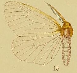 Pl.38-15-Olapa fulviceps Hampson, 1910.JPG