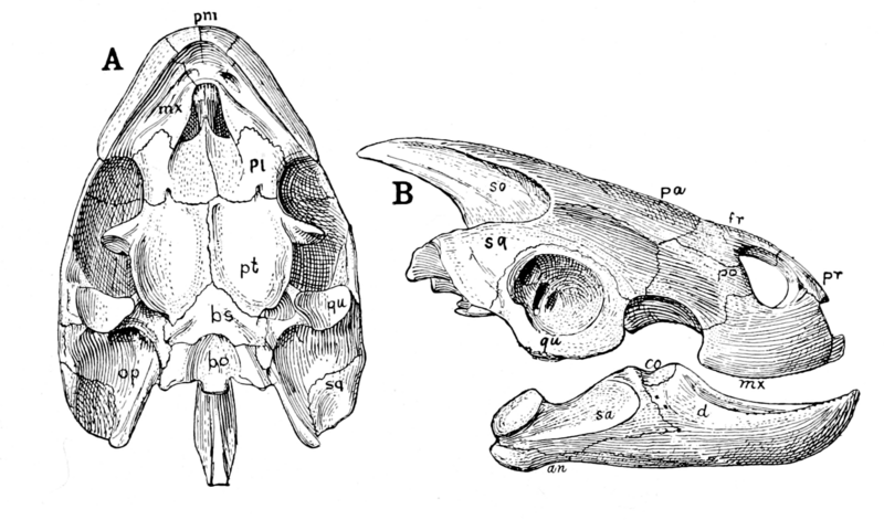 File:Podocnemis skulls, ventral and side view, from The Osteology of the Reptiles, page 43.png