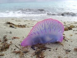 Portuguese Man O' War Miami March 2008.jpg