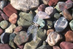 Pronghorn Clubtail Dragonfly.jpg