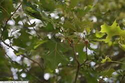 Quercus velutina 11zz.jpg