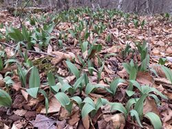 Ramps growing on leafy forest floor