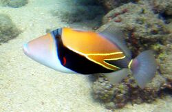 Reef Triggerfish 1.JPG