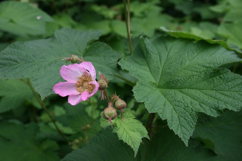 File:Rubus-odoratus-flower2.JPG