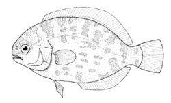 Schedophilus maculatus (Pelagic butterfish).gif