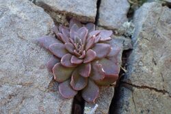 Sedum cyprium kz4.jpg